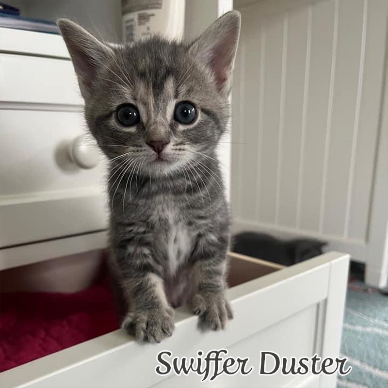 Swiffer Duster the foster kitten, kitten's names, kittens names, AWLA