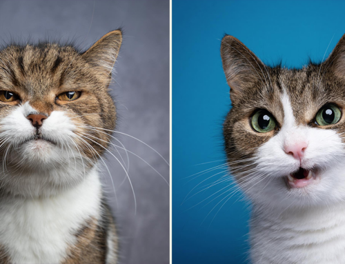 Catographer Shares Funny ‘Angry Kitty’ Shots to Brighten Your Day