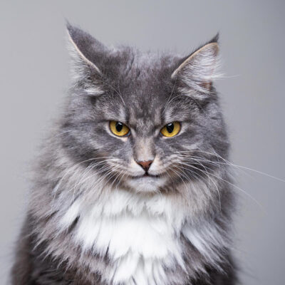 Catographer Shares Funny 'Angry Kitty' Shots to Brighten Your Day