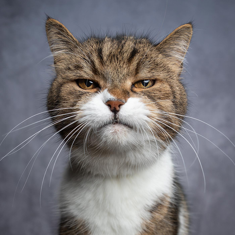 Angry kitty by Catographer Nils Jacobi 