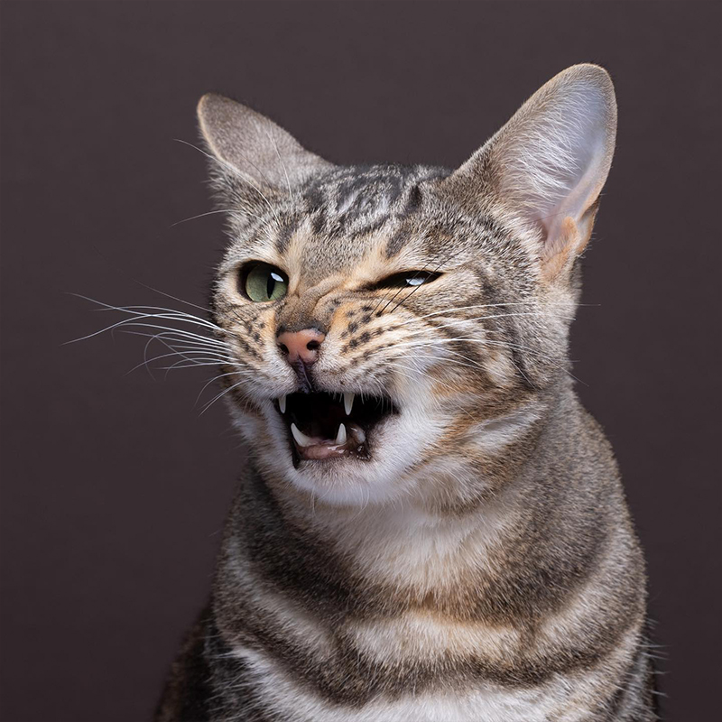 Angry cat by Catographer Nils Jacobi, 3