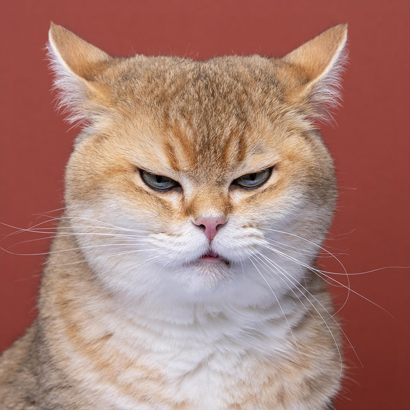 Angry kitty by Catographer Nils Jacobi, 7