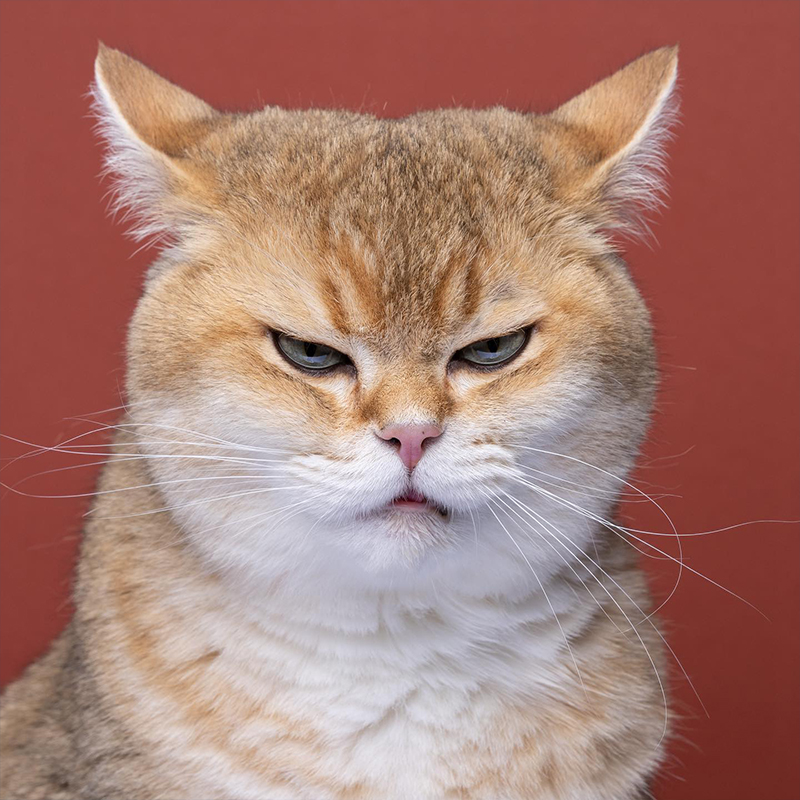 Catographer Shares Funny 'Angry Kitty' Shots to Brighten Your Day