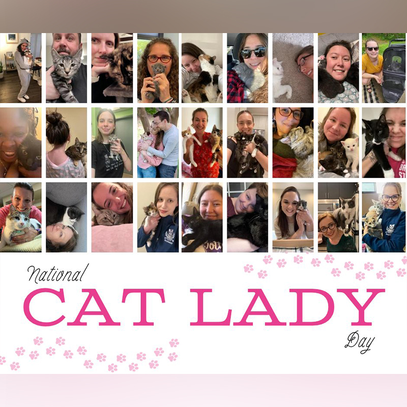 Cat Lady, AWLA, Animal Welfare League of Arlington Kitten College Program