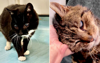 caring for blind cats, tips for adopting a blind cat, Celia Hammond Animal Trust, UK rescue cats