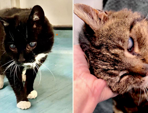 Rescuers Share Easy Tips to Provide a Pawsome Home for Blind Cats