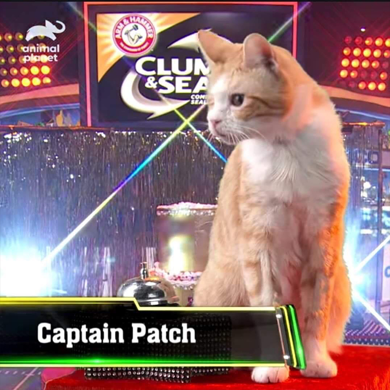 Cat appears in the Puppy Bowl Halftime Show in 2019