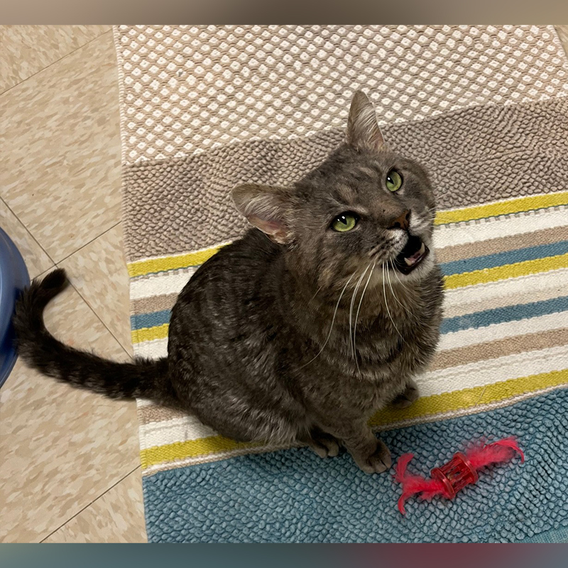 Corbin the FIV+ kitty at McHenry County Animal Control & Adoption Center