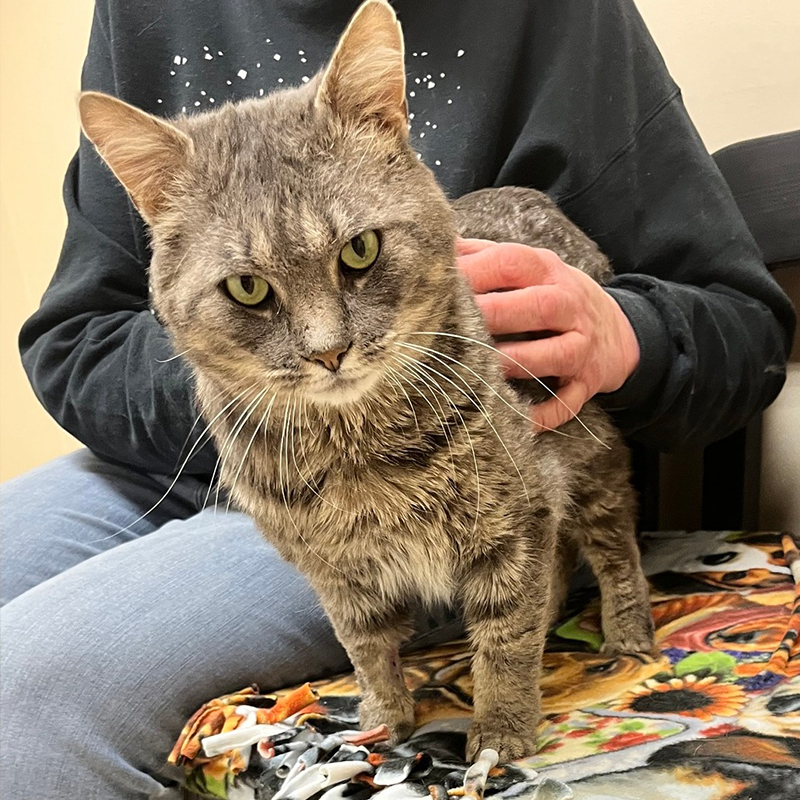Corbin the FIV+ kitty at McHenry County Animal Control & Adoption Center, 3