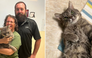 Corbin the FIV+ kitty at McHenry County Animal Control & Adoption Center, FIV, feline immunodeficiency virus, Crystal Lake, Illinois, Purrfect Cat Rescue Inc.