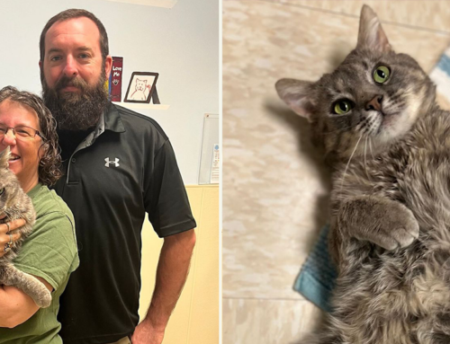 Family Adopts the ‘King of Snuggles,’ Corbin the FIV+ Cat After Adopting Another Pawsitive Kitty