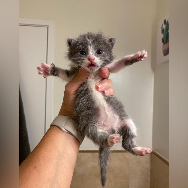 Ear Wiggles, One of the Cutest Perks of Fostering Tiny Kittens