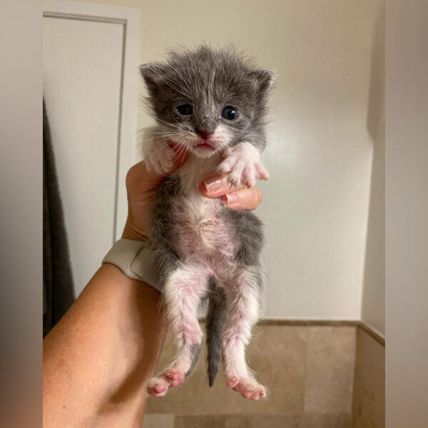 Ear Wiggles, One of the Cutest Perks of Fostering Tiny Kittens