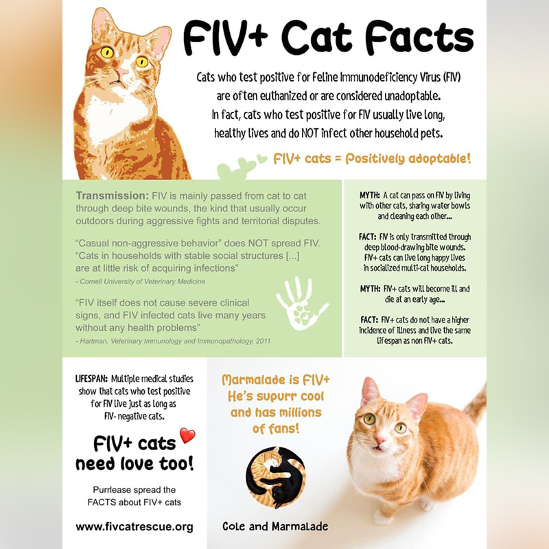 Cole & Marmalade, Facts about FIV, feline immunodeficiency virus