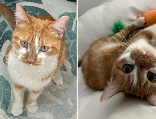Stunning and Cuddly Meowdel Fawn Waits Months for Family to Adopt Her
