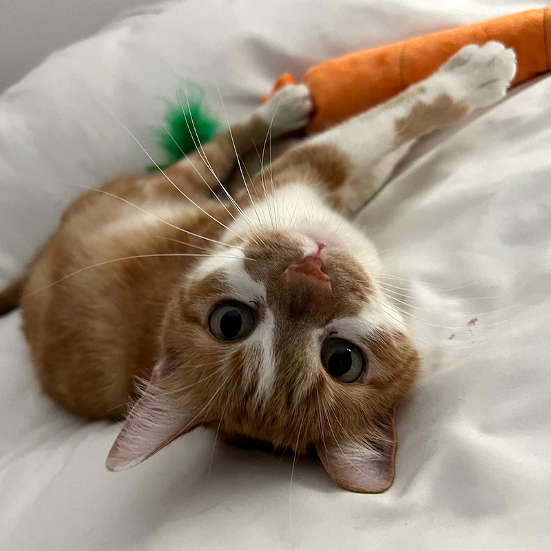 Rescued cat abandoned at shelter plays with toy carrot in foster home, Los Angeles, California