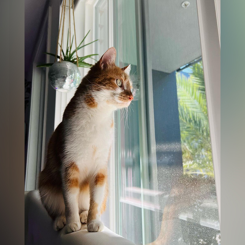 Fawn the rescued orange and white cat stares out the window in contemplation