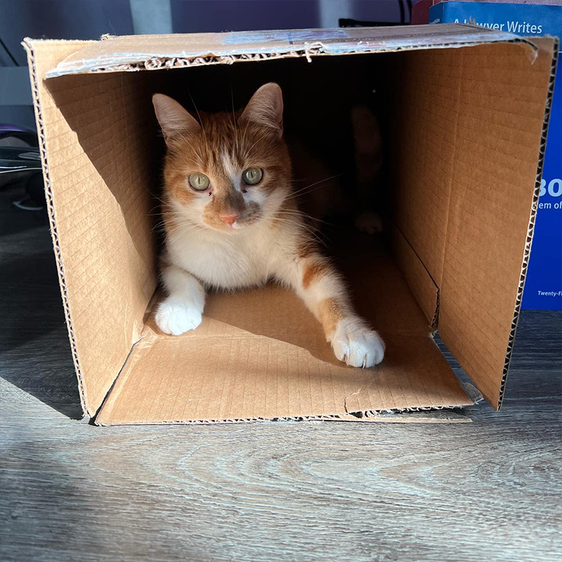 Cat in a cardboard box, rescue, Los Angeles, Orange