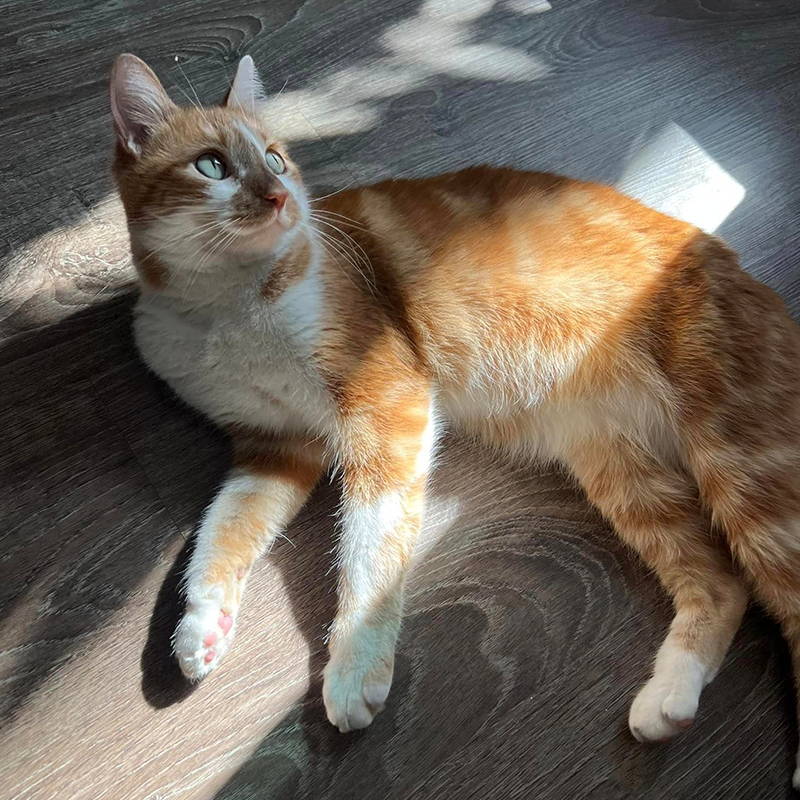 Rescued orange and white cat in the dappled sunlight of.a window