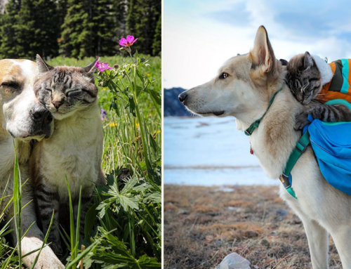 After Heartbreaking Loss of Henry, Baloo the Cat Chooses New Adventures with Pan the Puppy