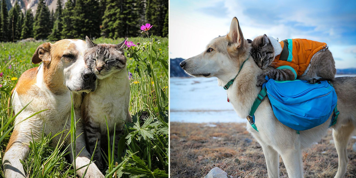 Baloo and Henry and Baloo and Pan on an outdoor adventure, henrythecoloradodog, Colorado, Adventure cat