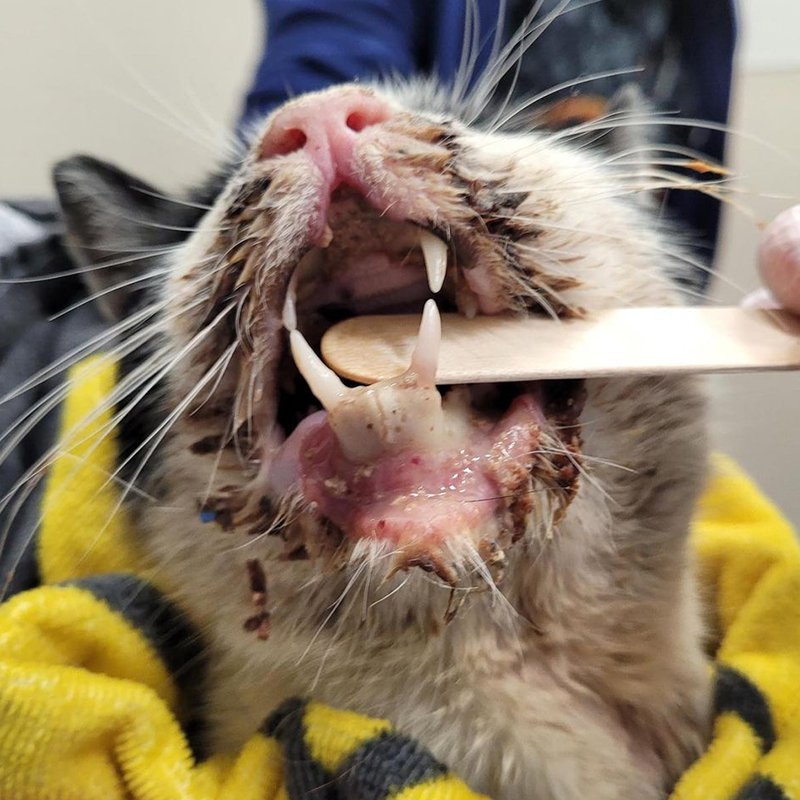 Kaye the cat at dental surgery at Animal Medical Center in Brooklyn, NYC