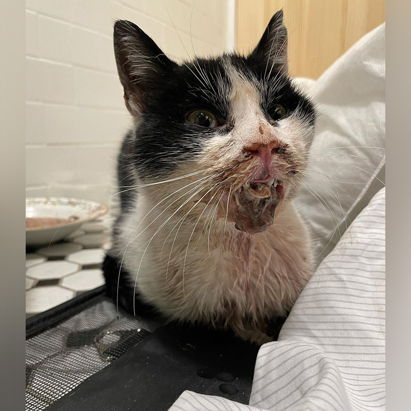Kat the rescued stray cat who suffered electrical injury to his mouth, Little Wanderers NYC