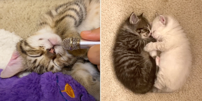 Rescuers Share Soothing 'Kitten ASMR' of Carefree Foster Kittens