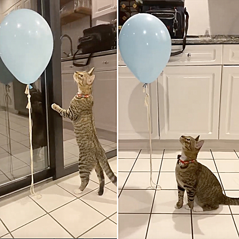 Loki the tabby plays with a balloon and looks in the reflection on the glass door.
