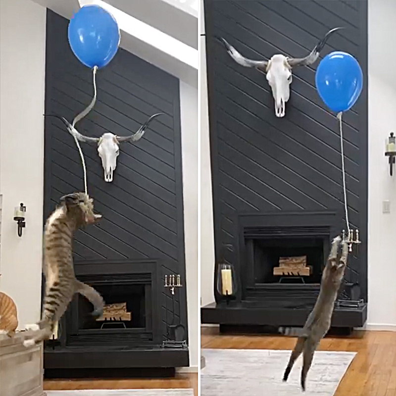 Loki jumps for the blue balloon on a thin rope.