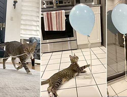 NY Cat Loki Loves to See His Reflection with a Balloon in the Glass Door