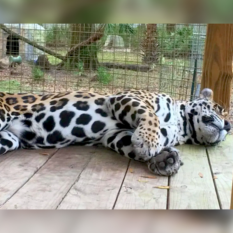 Manny the Majestic Jaguar, Big Cat Rescue, Tampa, Florida, 2