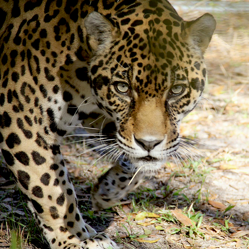 Gorgeous picture of jaguar at Big Cat Rescue, Tampa