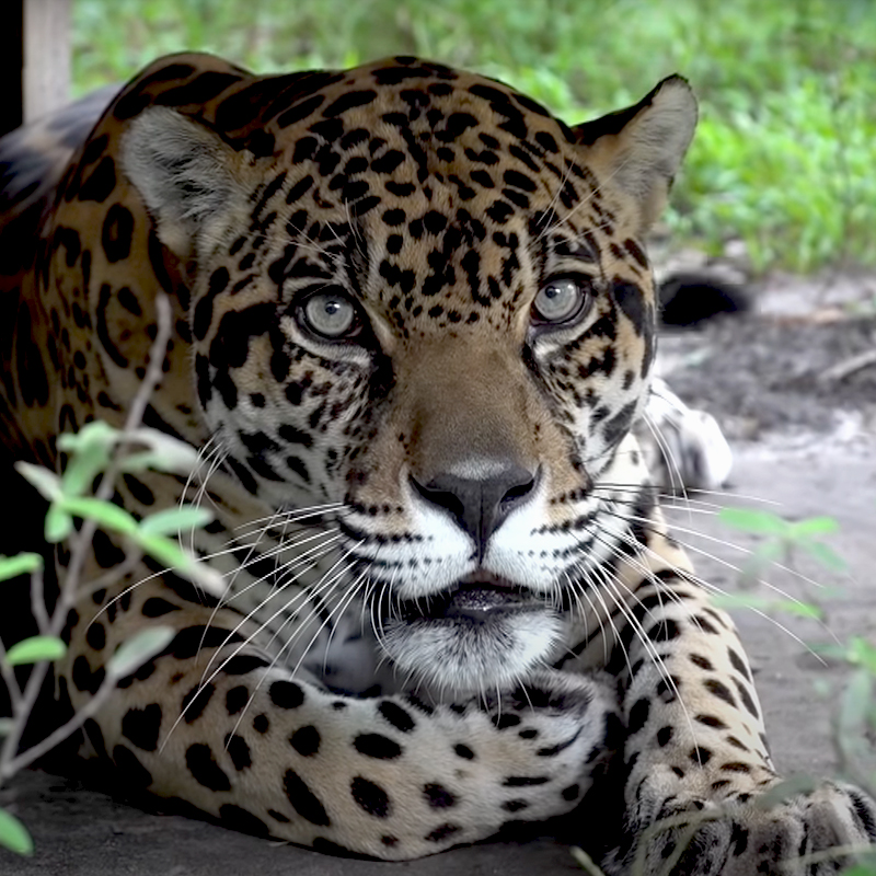 Picture of Manny the Jaguar at Big Cat Rescue in Tampa