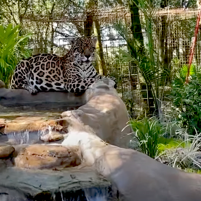 Jaguar on waterfall in sanctuary, Florida
