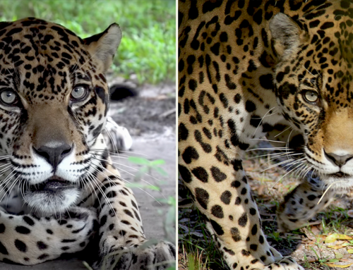 Manny the Majestic and Silly Jaguar’s Golden Retirement Years in Florida Sanctuary
