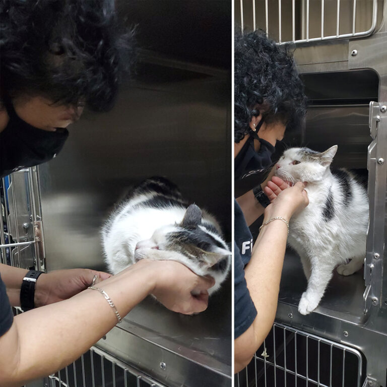 Microchip Reunions are a Pawsome Part of Rescuers' TNR Efforts