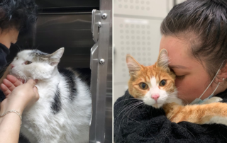 Microchip reunions, FIxNation, Los Angeles, CA, microchip reunion, TNR, trap, neuter, return