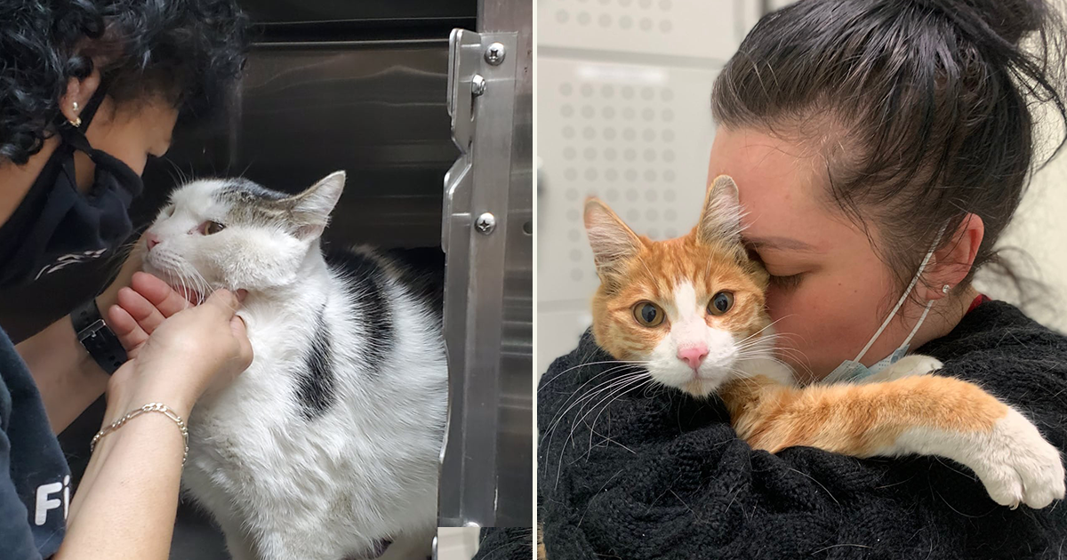 Microchip Reunions are a Pawsome Part of Rescuers' TNR Efforts