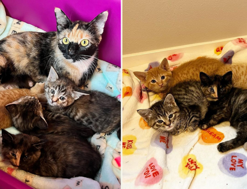 Mona Lisa and the Artist Kittens Paint Bright Futures Thanks to Foster Mom