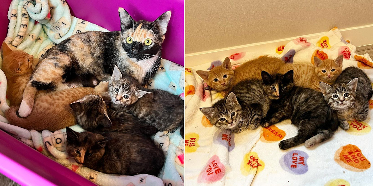 Ashley Morrison, Youngest Old Cat Lady, Seattle, Mona Lisa the rescued mama cat and the Artist Kittens