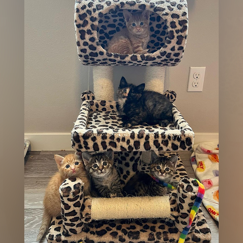 The Artist Kittens grown up on a cat tree