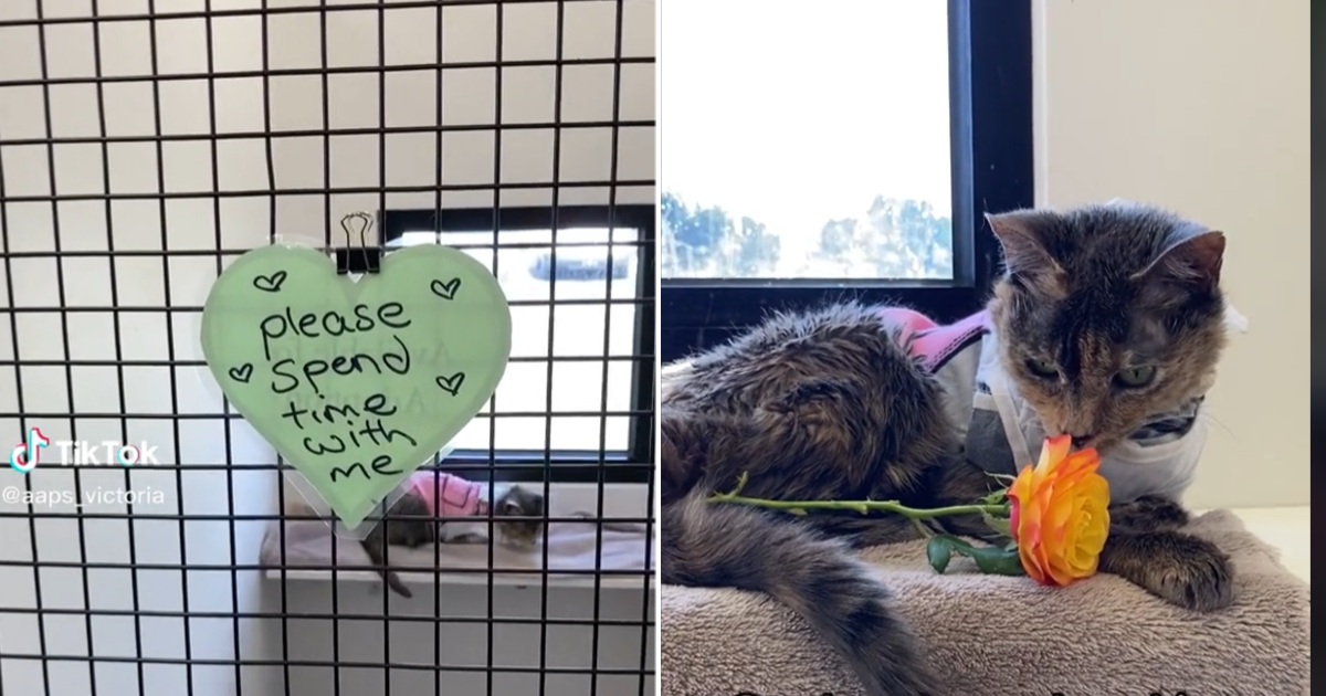 Lovely's Note On Her Crate Pleads For Someone To Take Her Home; After A Viral Video ...
