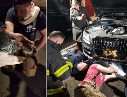 ‘Lincoln’ Finds A Scary Spot To Hide During Severe Storms And Ends Up Needing Some Help