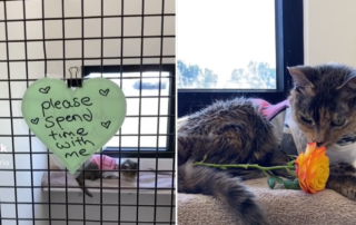Lovely in shelter.