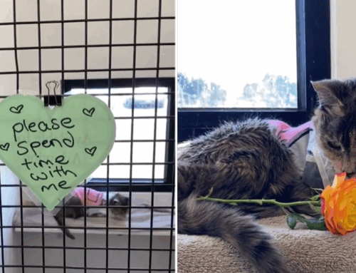 Lovely’s Note On Her Crate Pleads For Someone To Take Her Home; After A Viral Video She Gets Her Wish