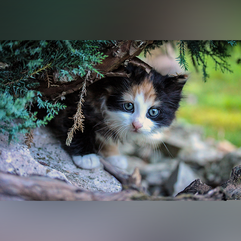 Horrifying cat hunting competition in New Zealand is canceled, kitten outdoors