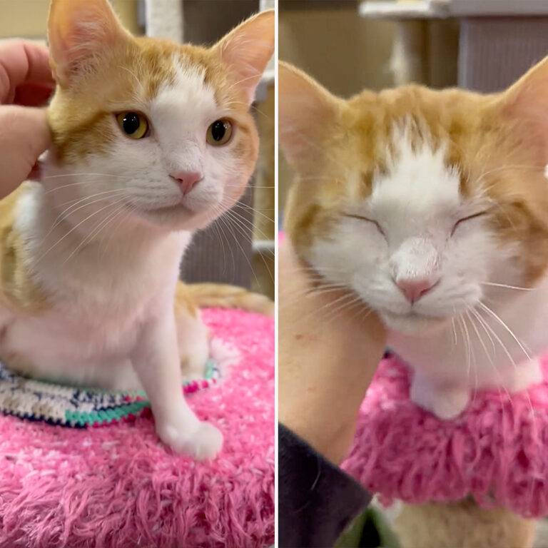Rescuers Get Purrfect Endorsement After Adoption of Cat Simba