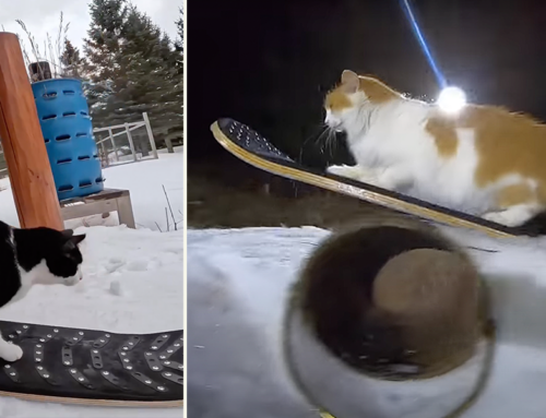 The ‘Smagical’ Snowskating Cats That Love Wild Rides in the Snow