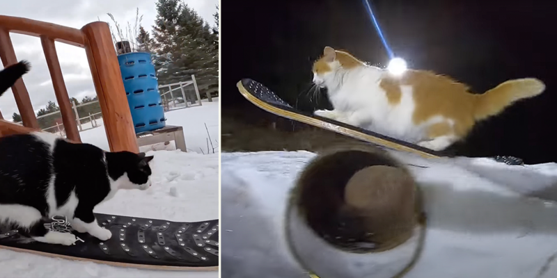 'Smagical' Snowskating Cats That Love Wild Rides in the Snow